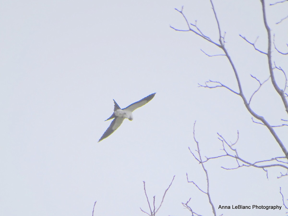 Swallow-tailed Kite - Anna LeBlanc