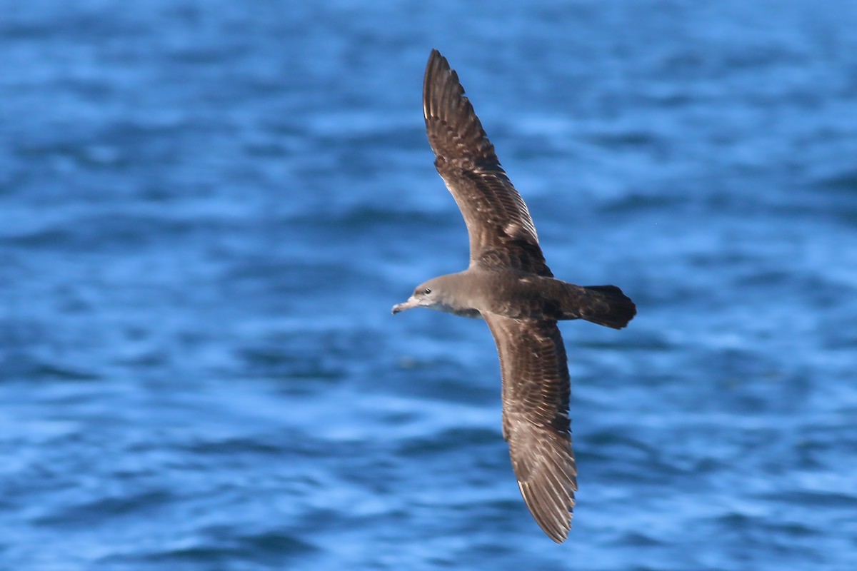 Pink-footed Shearwater - Jan Andersson