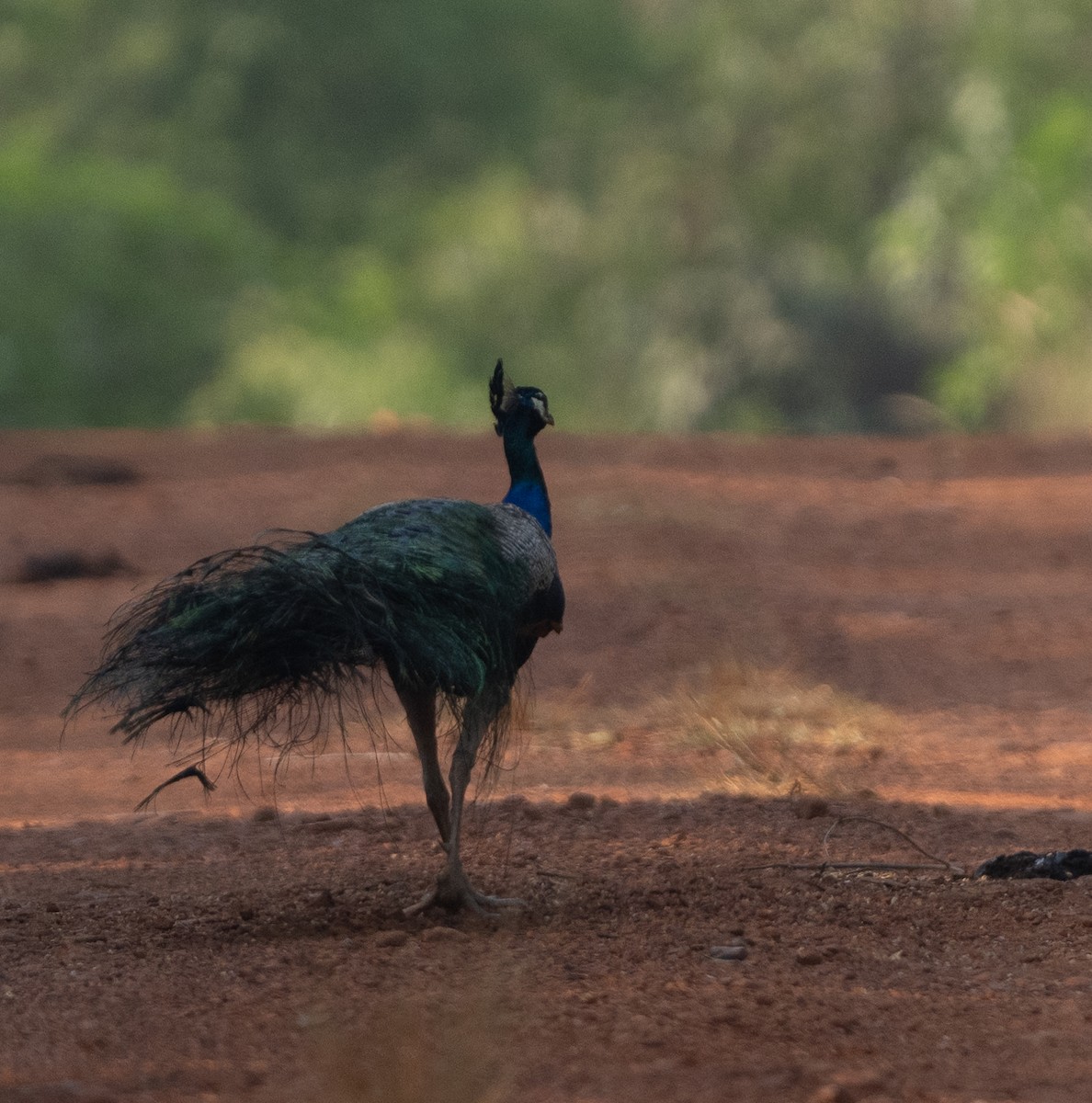 Indian Peafowl - ML618094741