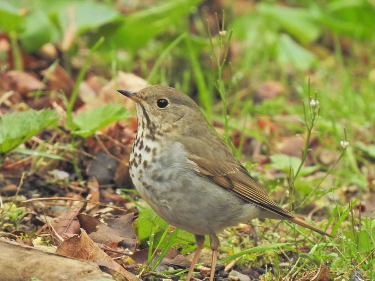 Hermit Thrush - ML618094743