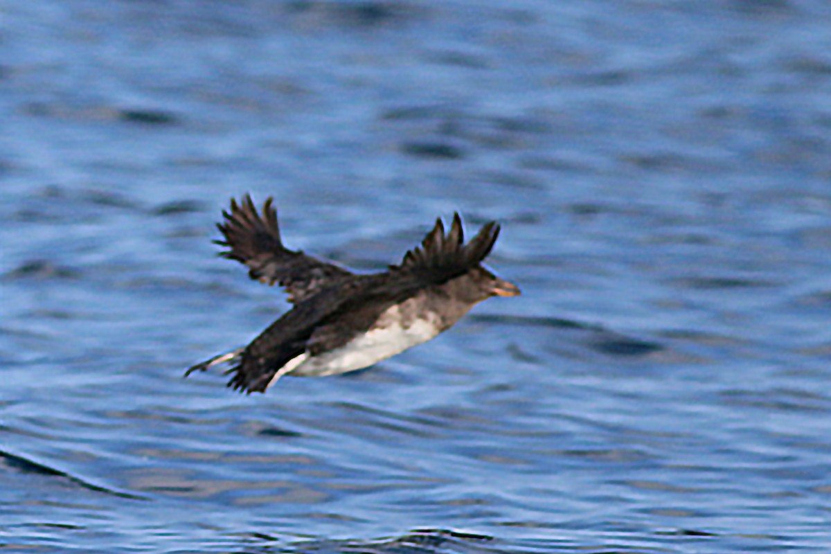 Rhinoceros Auklet - ML618094749