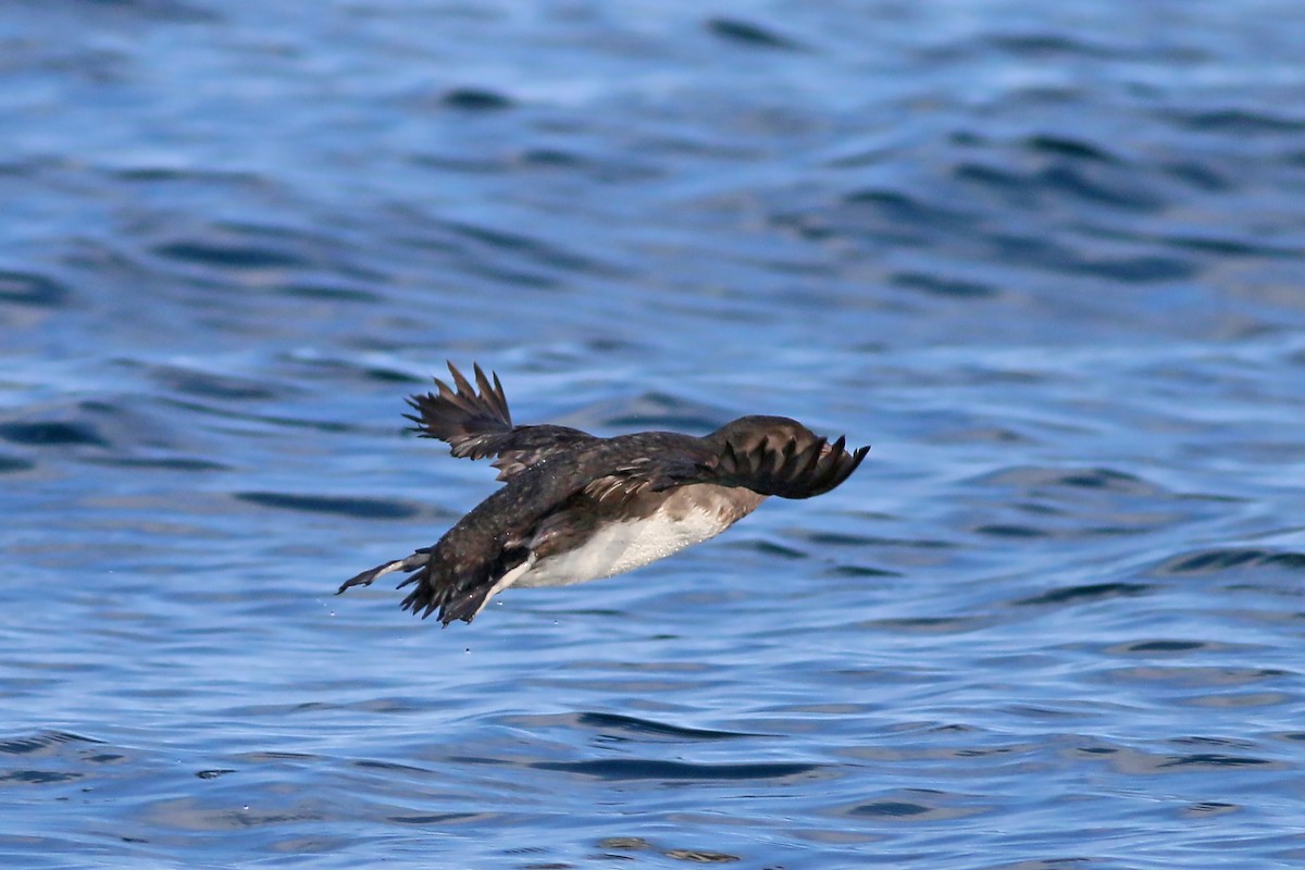 Rhinoceros Auklet - ML618094750