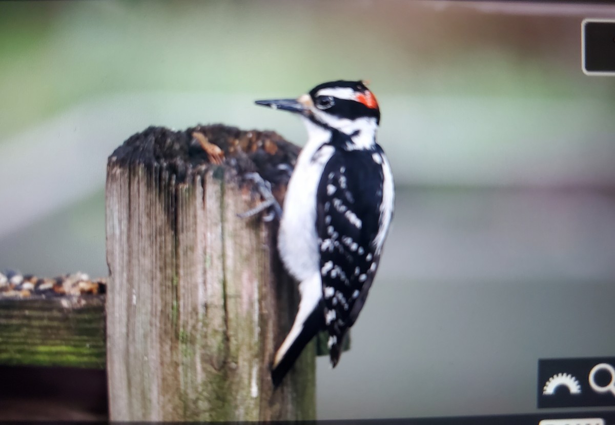 Hairy Woodpecker (Eastern) - Pat Glessner