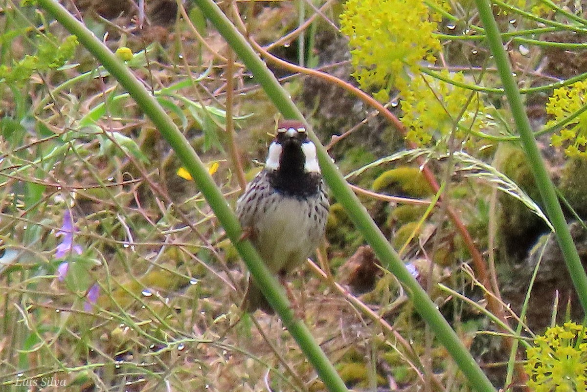 Spanish Sparrow - ML618094759