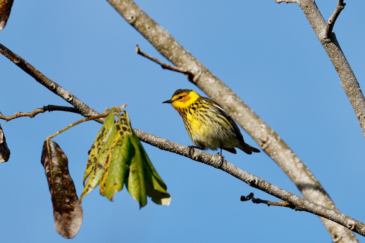 Cape May Warbler - Paul Petrus