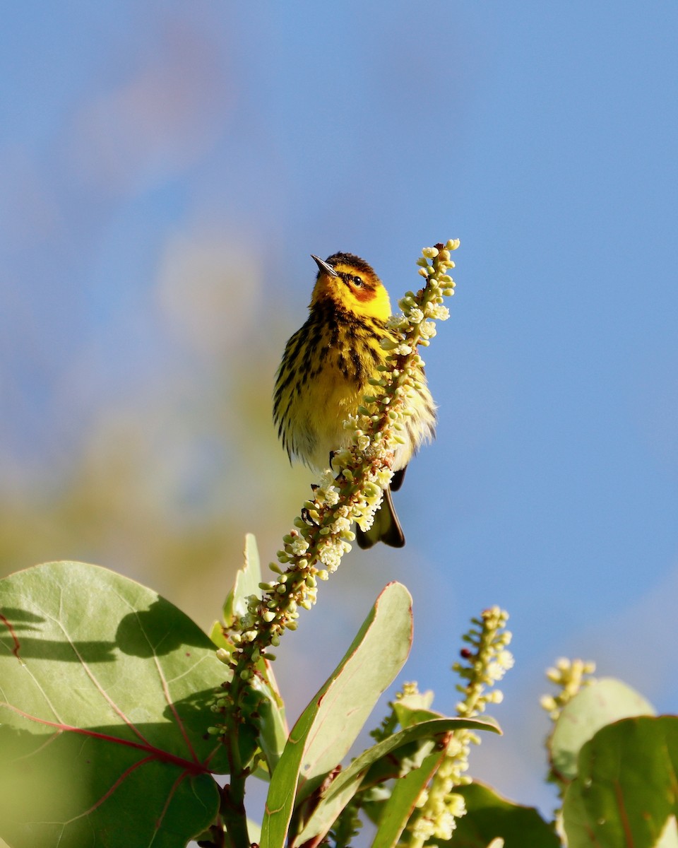 Cape May Warbler - Paul Petrus