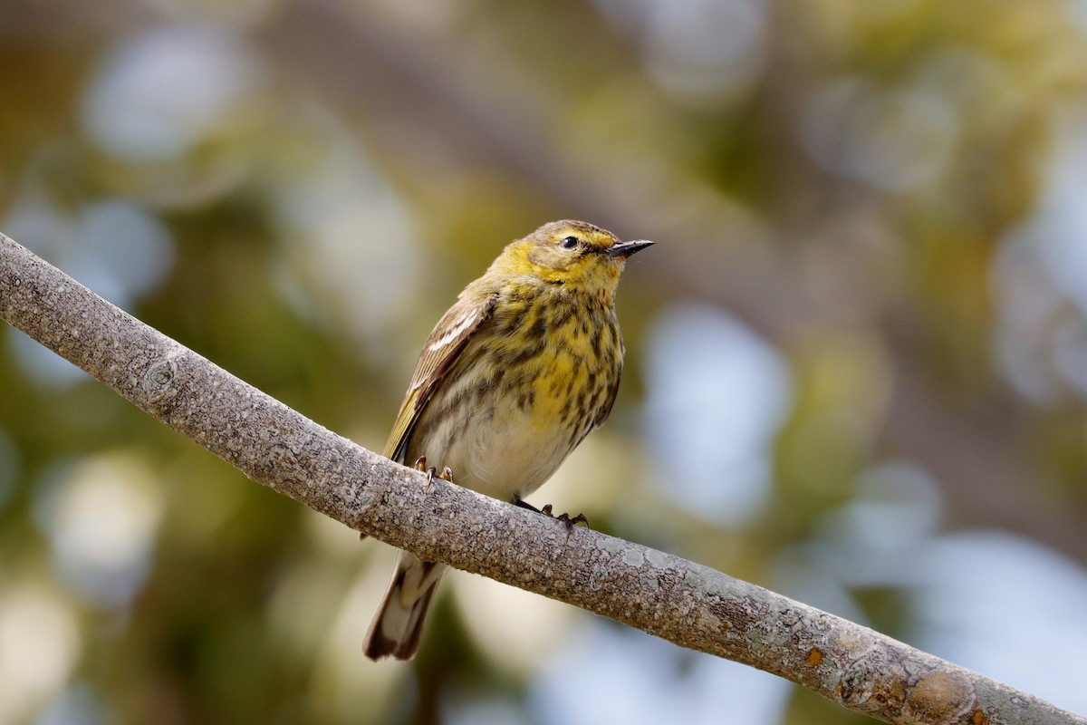 Cape May Warbler - Paul Petrus