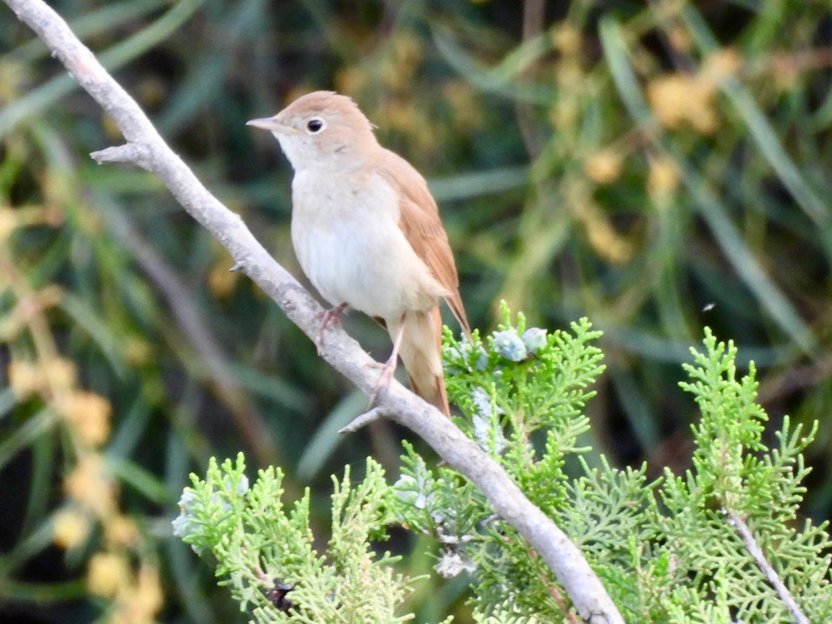 Common Nightingale - Andy Todd