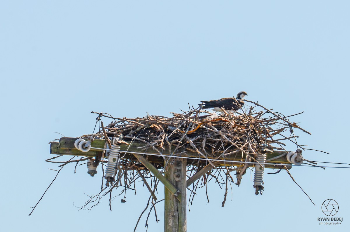 Osprey - Ryan Bebej