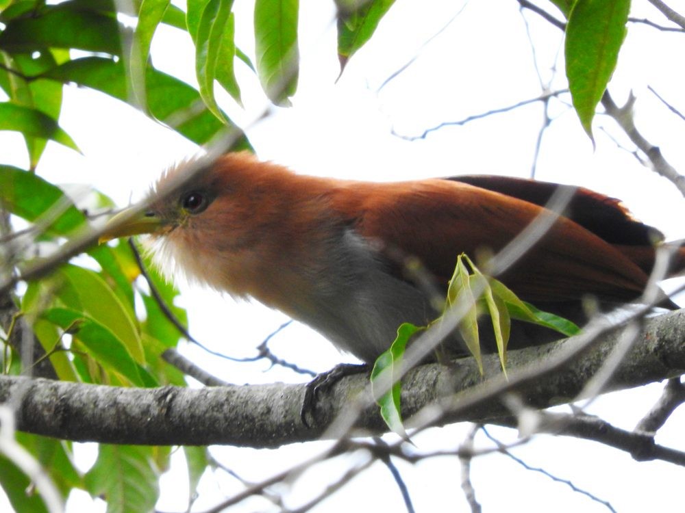 Squirrel Cuckoo - Fernando Nunes