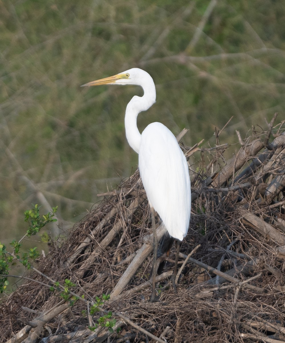 Great Egret - Anurag Mishra