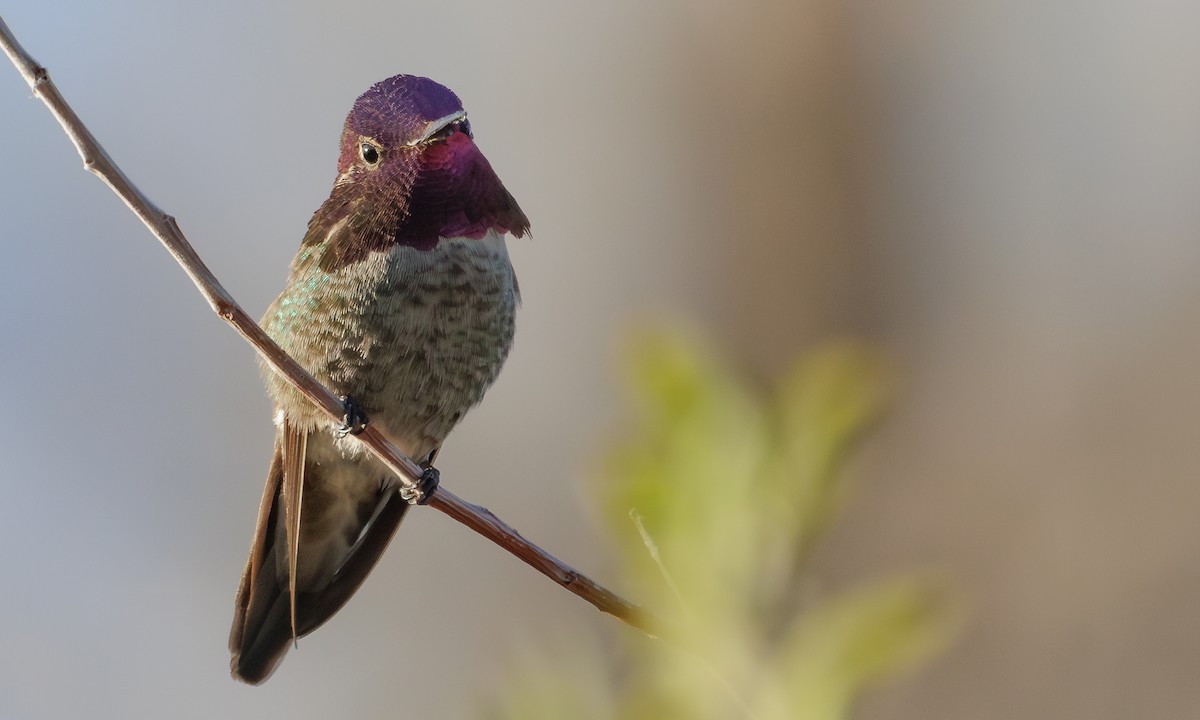 Anna's Hummingbird - ML618094905