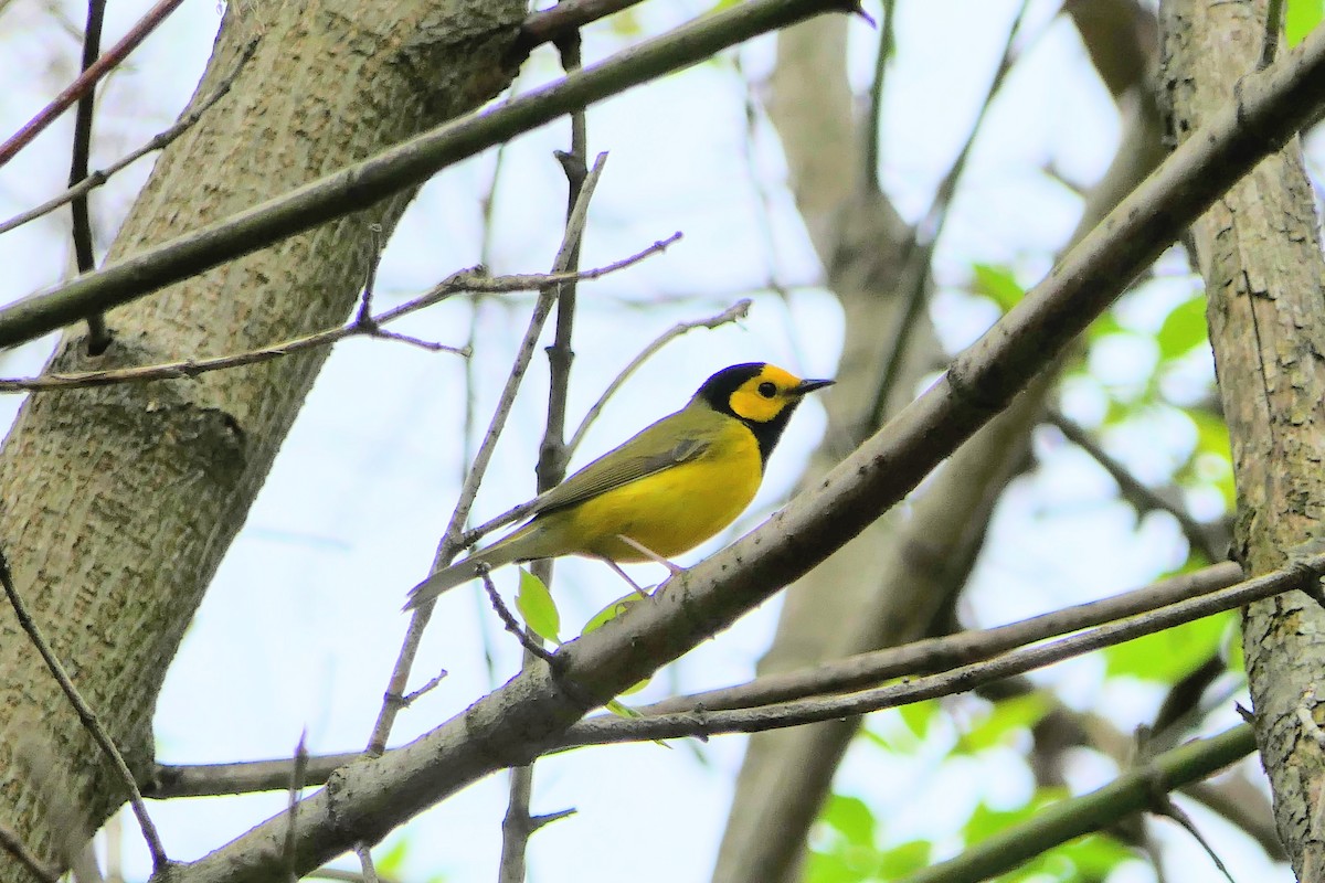 Hooded Warbler - ML618094916