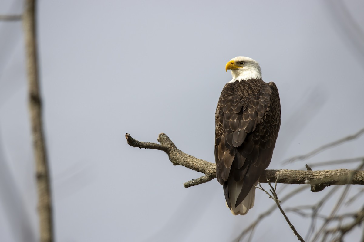 Bald Eagle - Cody Bassindale