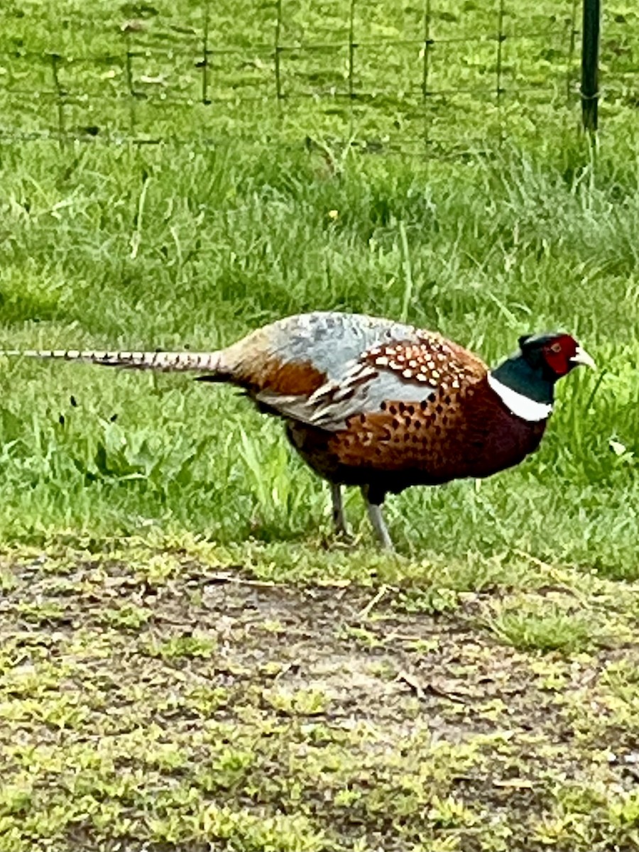 Ring-necked Pheasant - Trudy Rottino