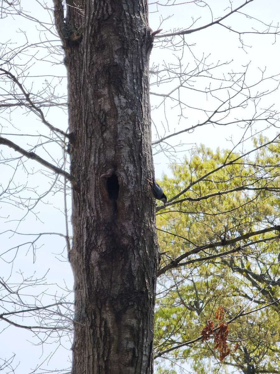 White-breasted Nuthatch - Vashti MC