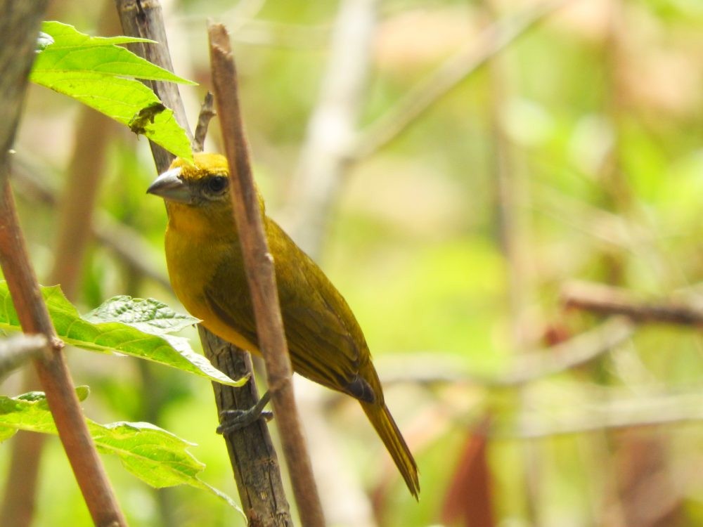 Hepatic Tanager - Fernando Nunes