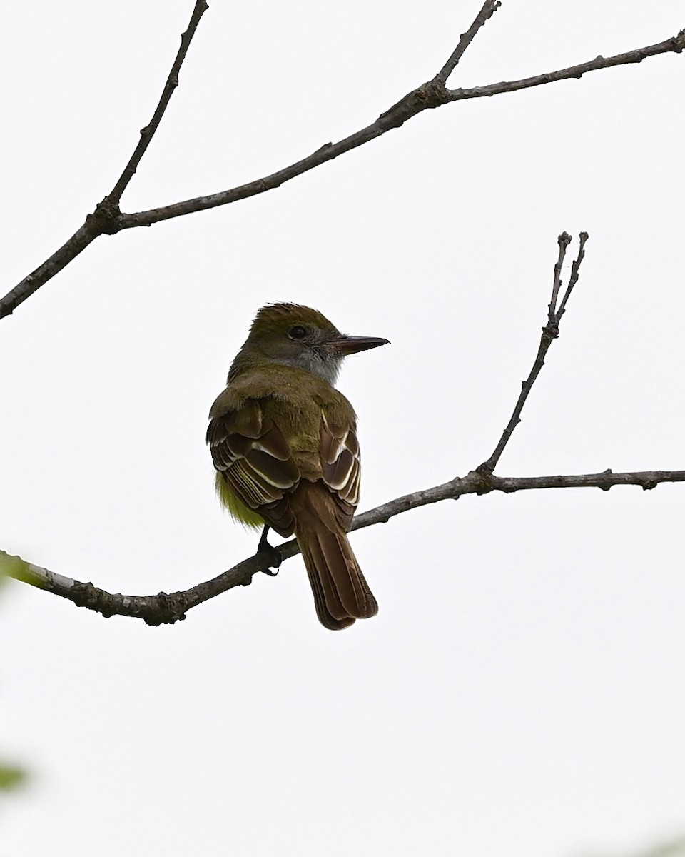 Great Crested Flycatcher - ML618094957