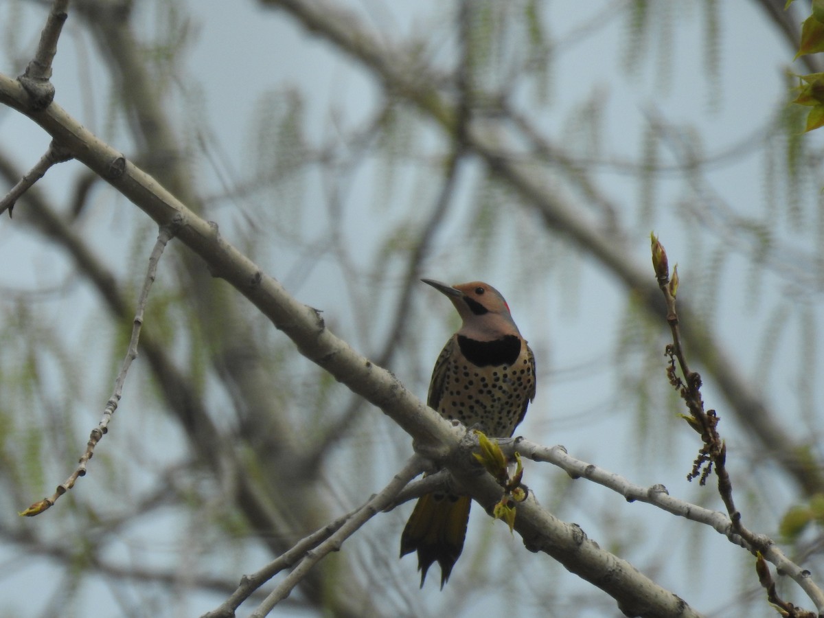 Northern Flicker - Anonymous