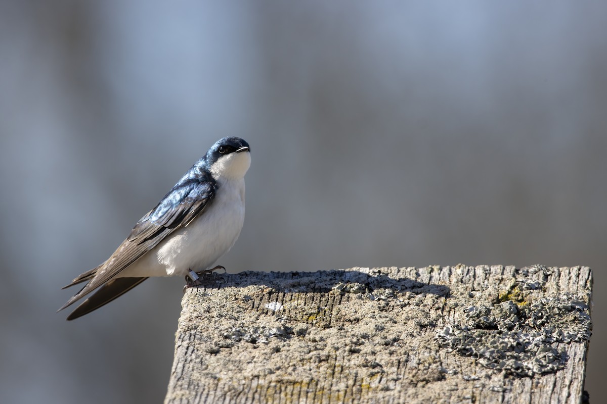 Tree Swallow - ML618094992