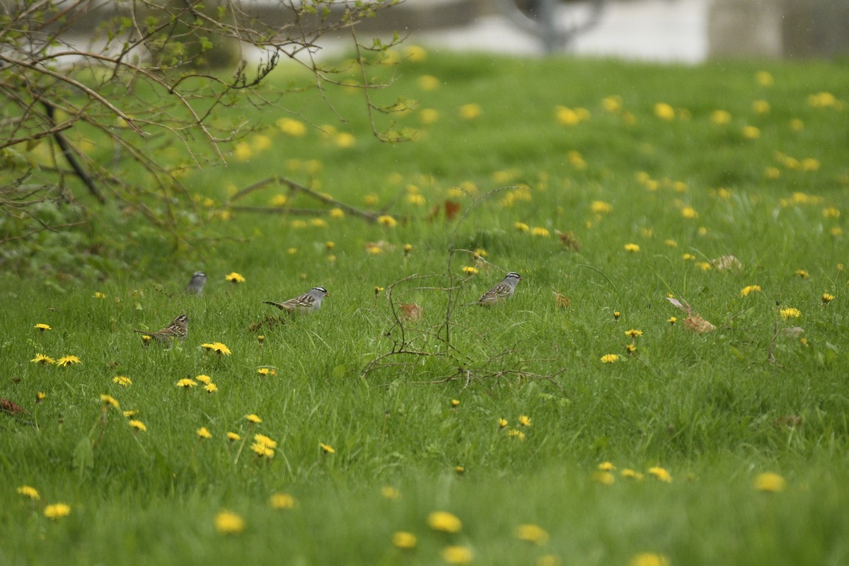 White-crowned Sparrow - ML618094998