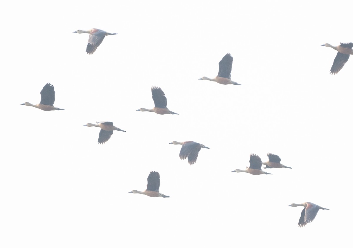 Lesser Whistling-Duck - ML618095004