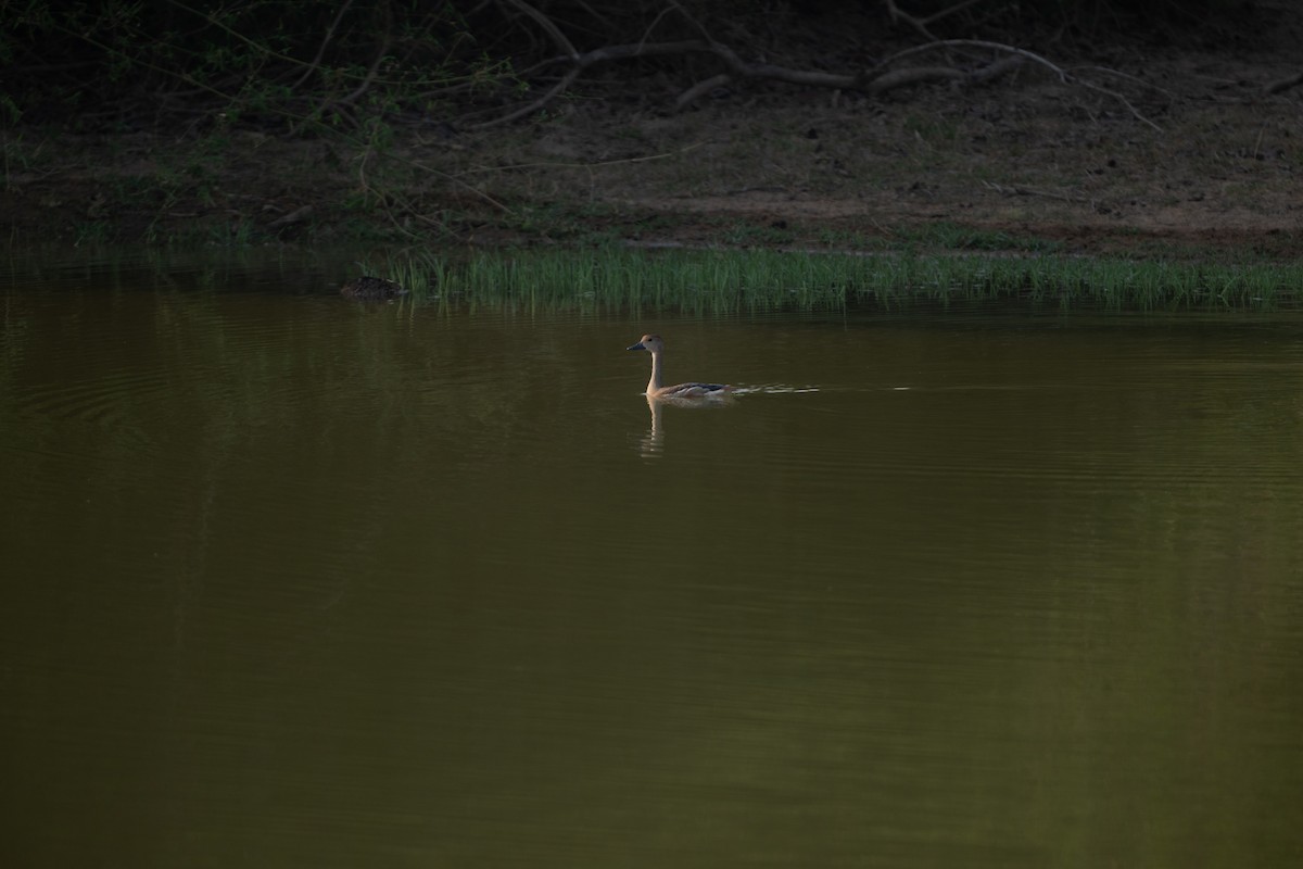 Lesser Whistling-Duck - ML618095005