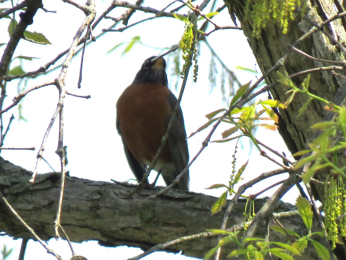 American Robin - Debbie Beer