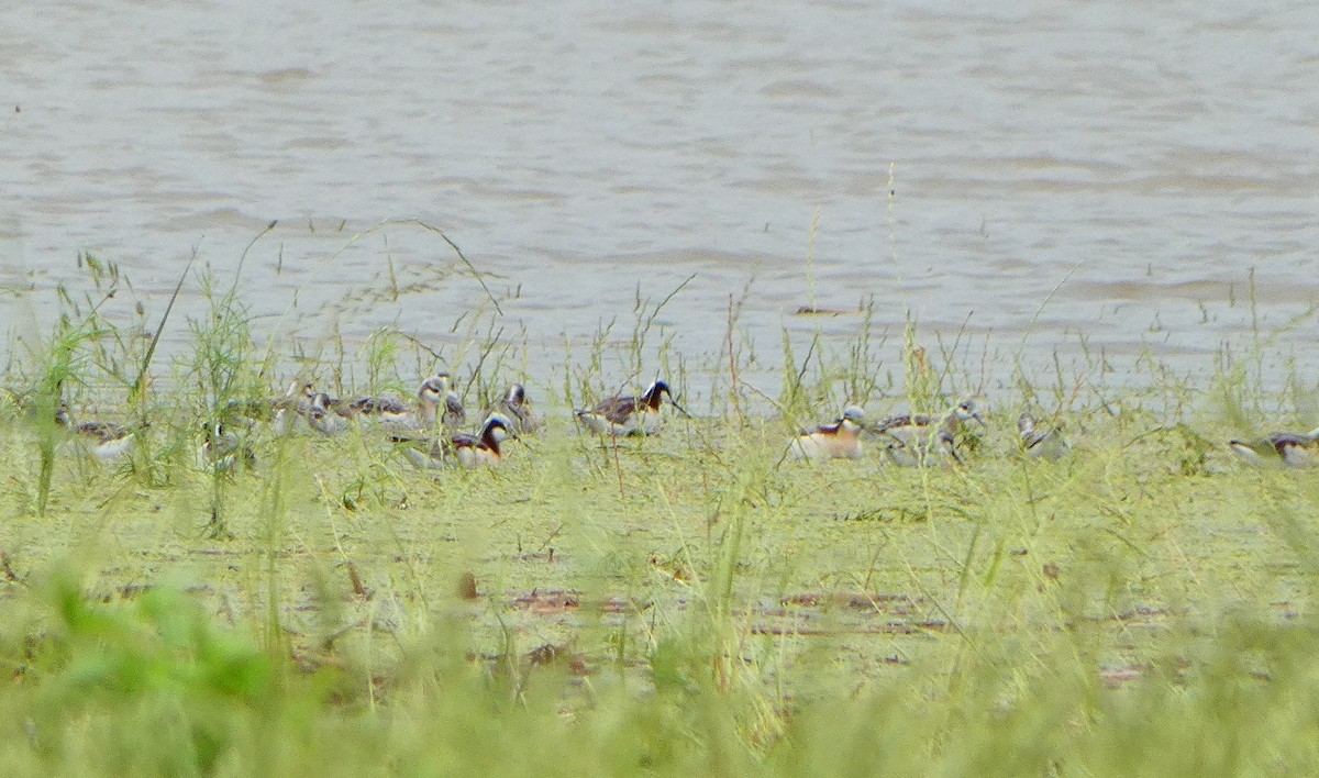 Wilson's Phalarope - ML618095028