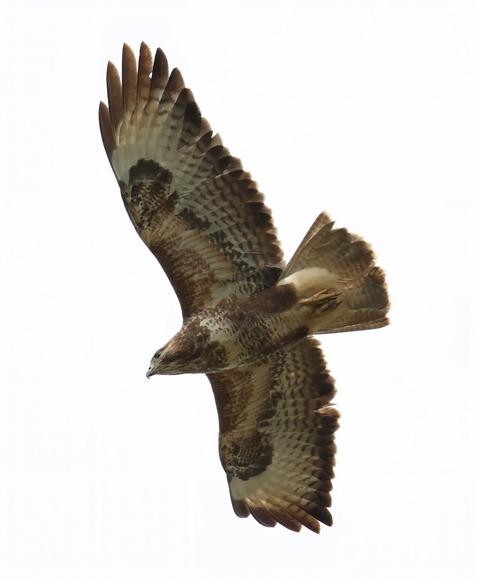 Common Buzzard - Dave Curtis