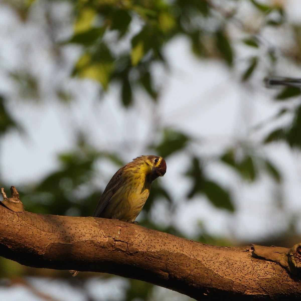 Palm Warbler - Cathy Hagstrom