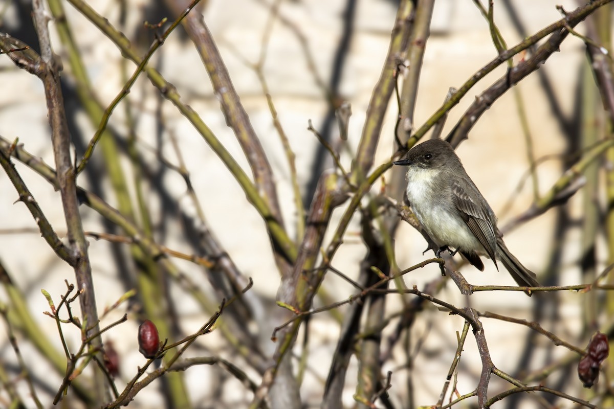 Eastern Phoebe - Cody Bassindale