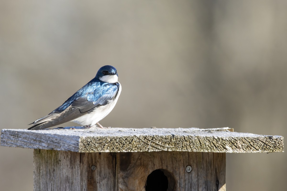 Tree Swallow - Cody Bassindale