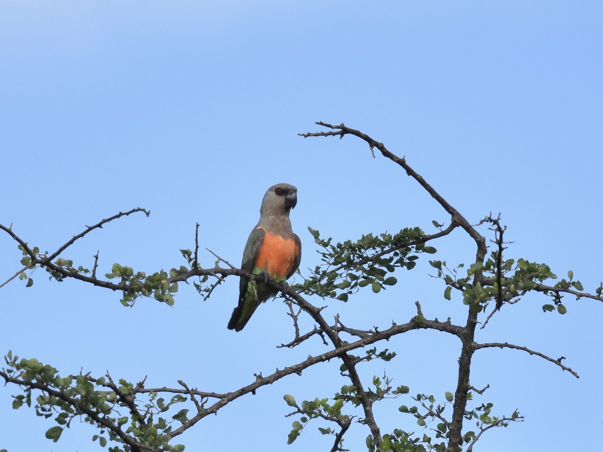 Red-bellied Parrot - ML618095064