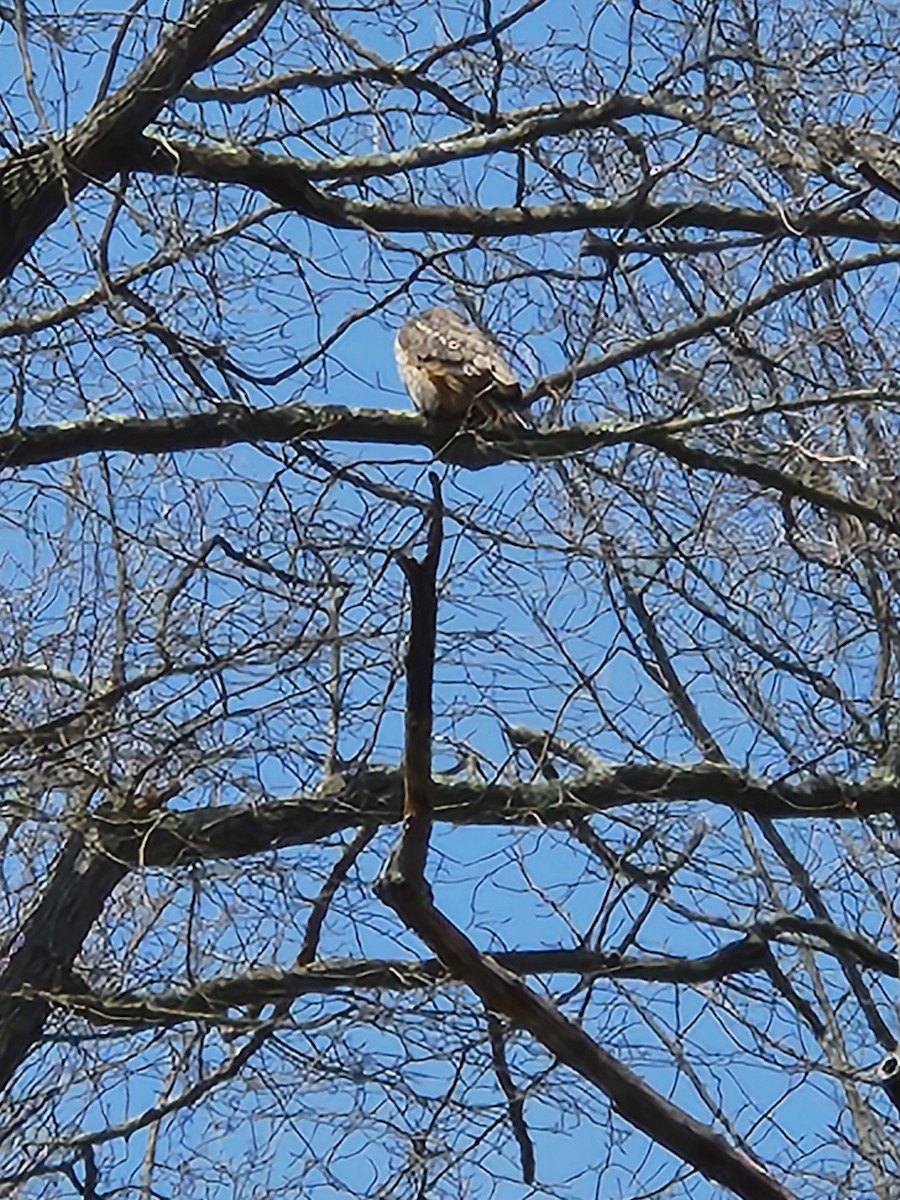 Great Horned Owl - Eric Goodman