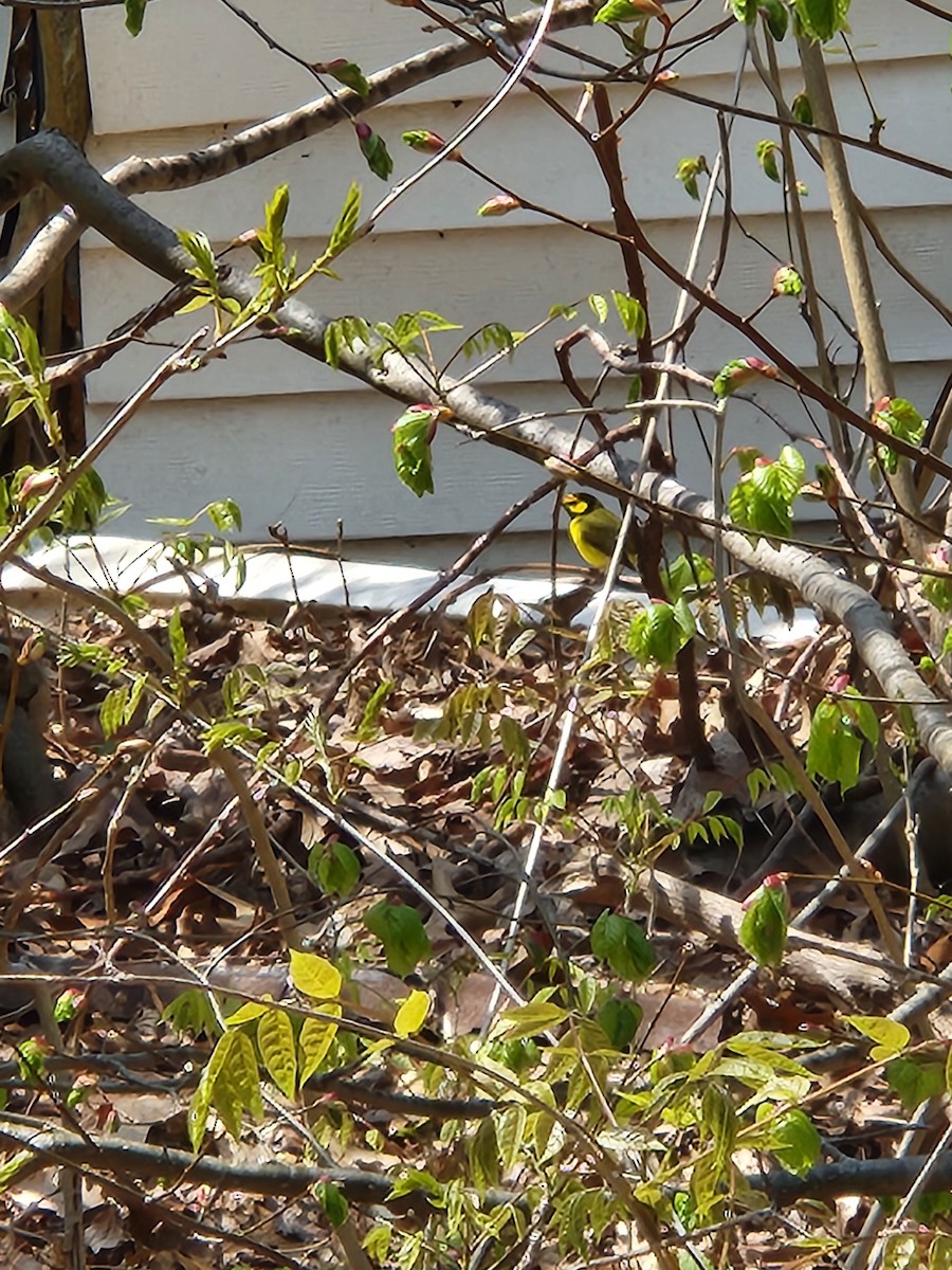 Hooded Warbler - ML618095130