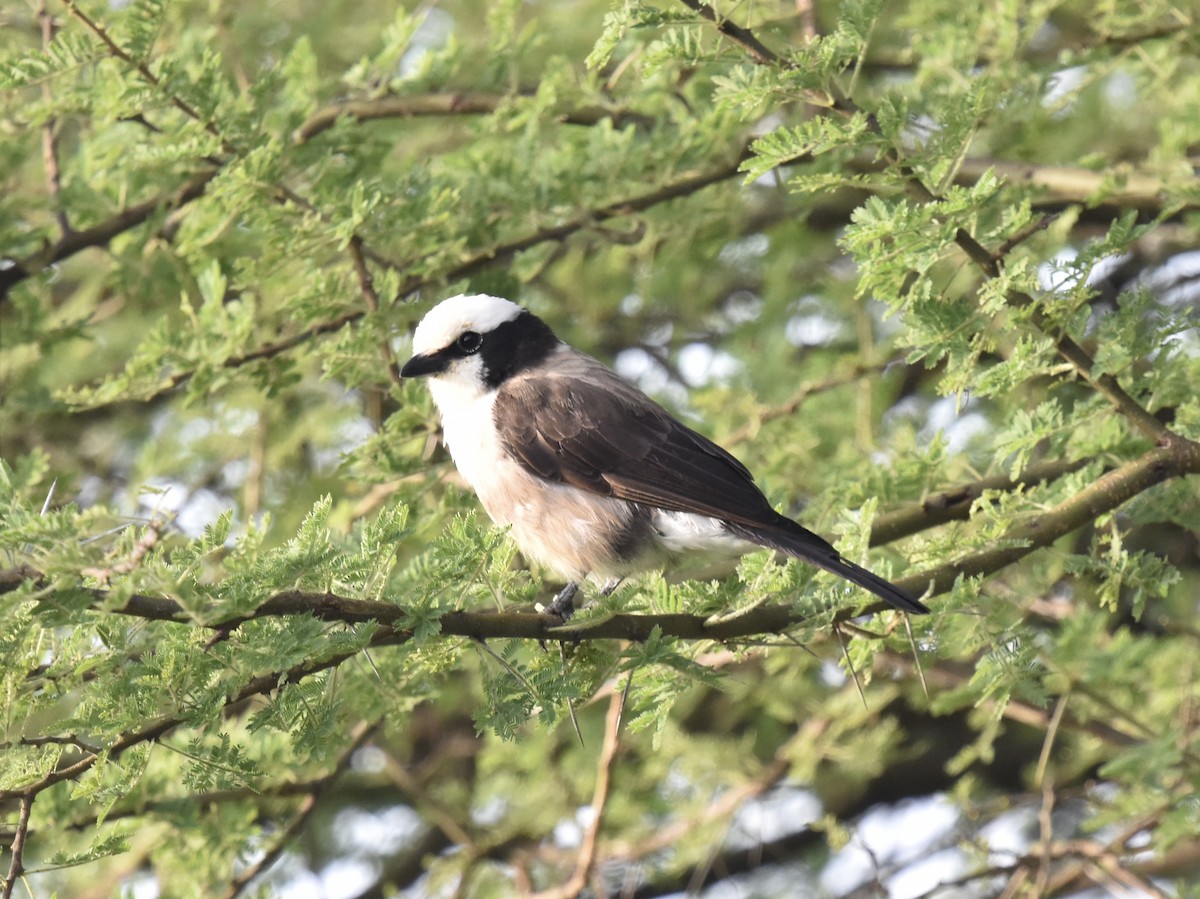 White-rumped Shrike - Shirley Bobier