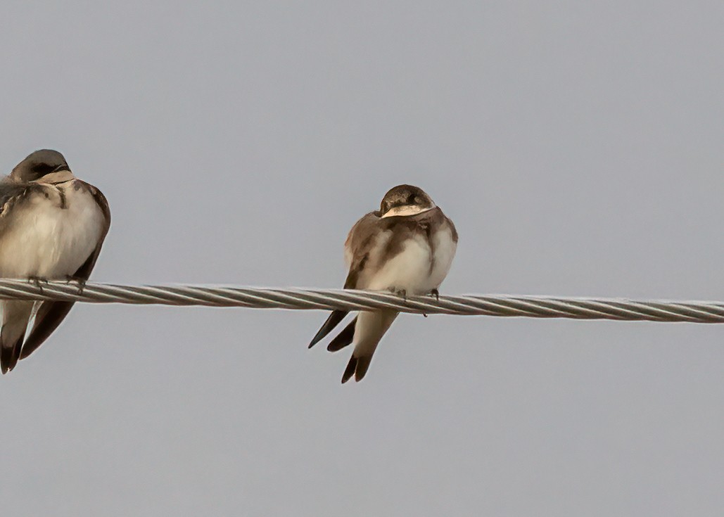 Bank Swallow - Kurt Hillman