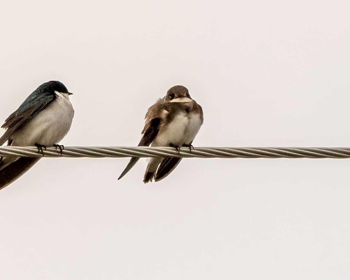 Bank Swallow - Kurt Hillman