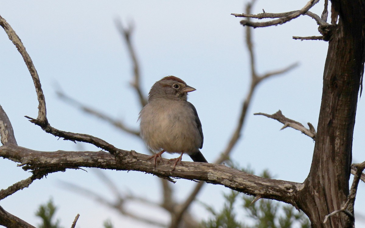 Rufous-crowned Sparrow - Clifford Rostek