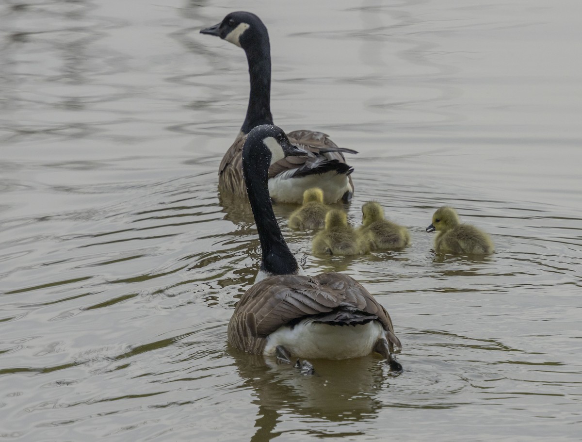 Canada Goose - Liz Pettit