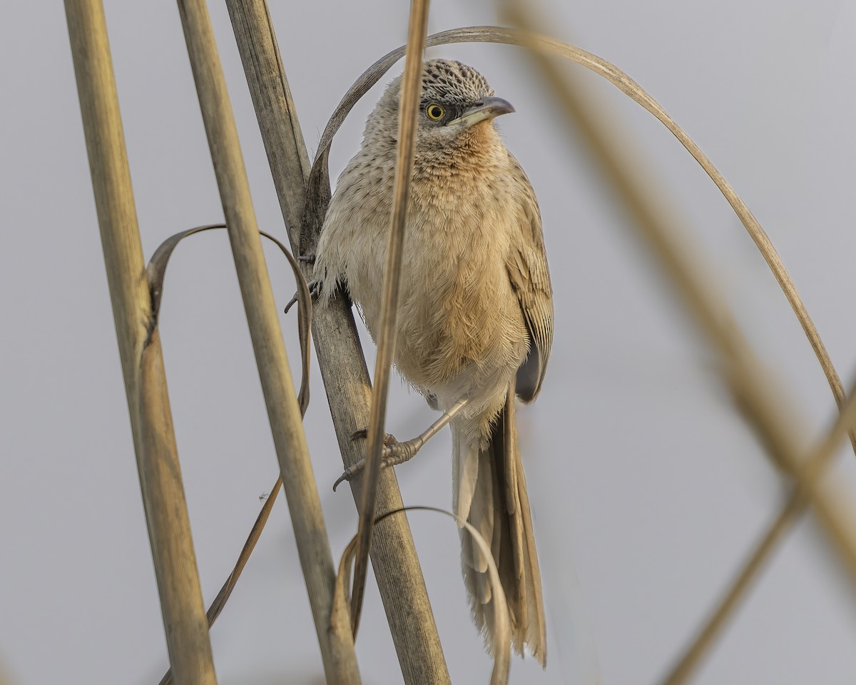 Striated Babbler - ML618095230