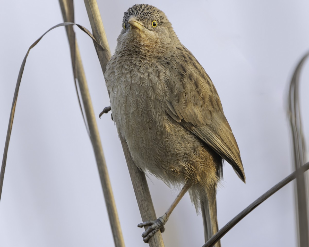 Striated Babbler - ML618095231