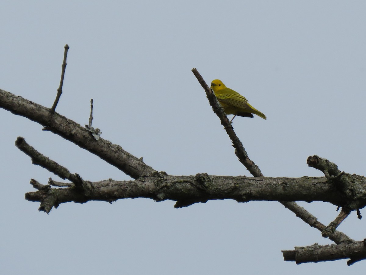 Yellow Warbler - Debbie Beer