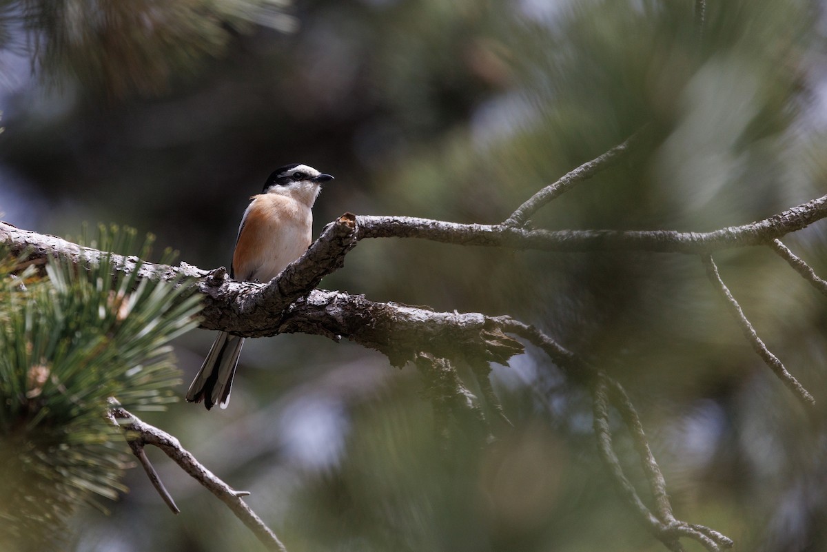 Masked Shrike - ML618095290