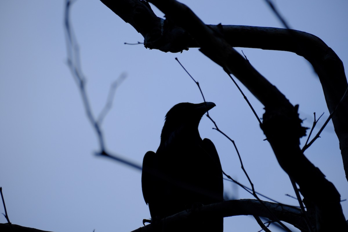 Common Raven - Oliver Huang