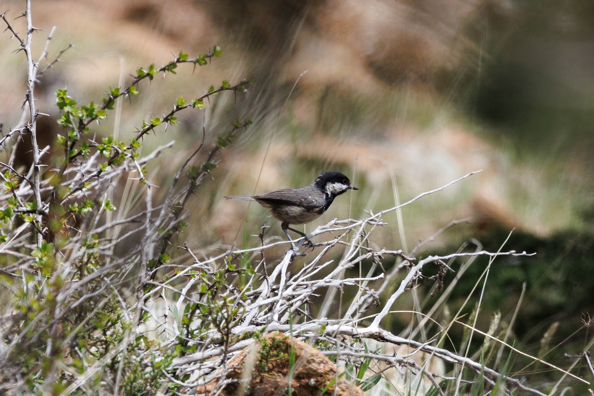 Coal Tit (Cyprus) - ML618095305