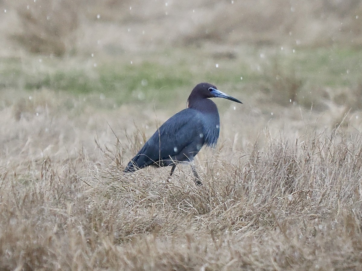 Little Blue Heron - Jim Sparrell