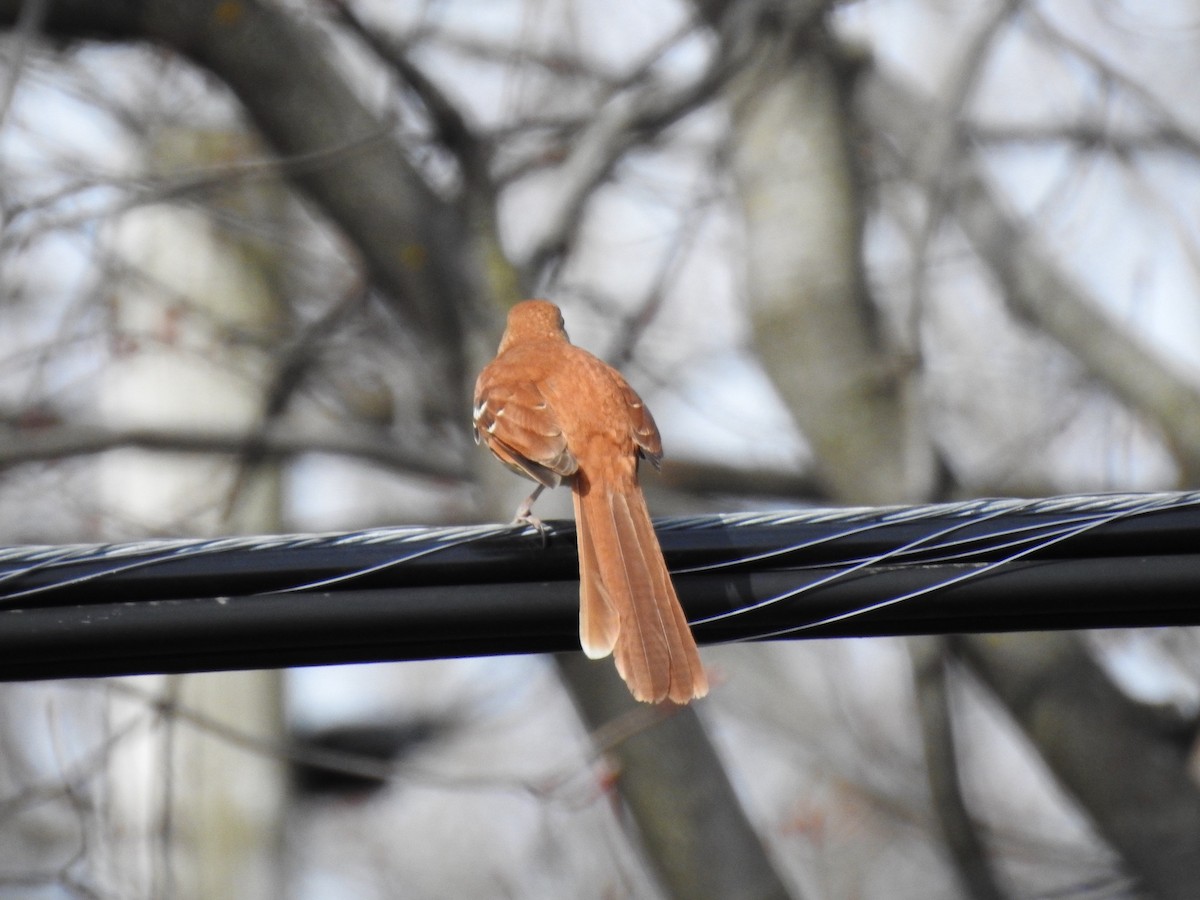 Brown Thrasher - Edith Payette