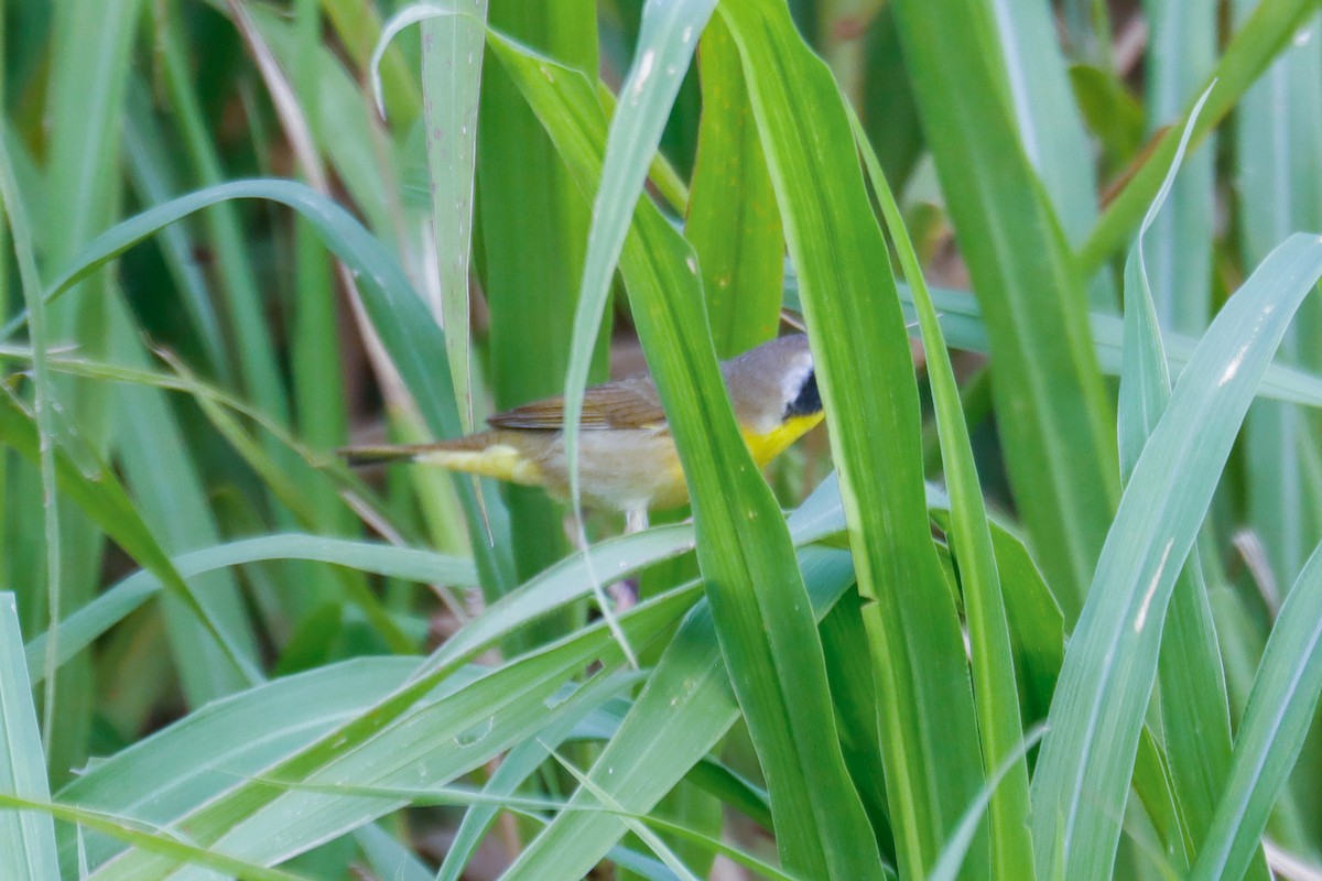 Common Yellowthroat - ML618095388